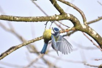 /album/oiseaux/etang-de-fontenay-le-viconte-9-a-jpg/